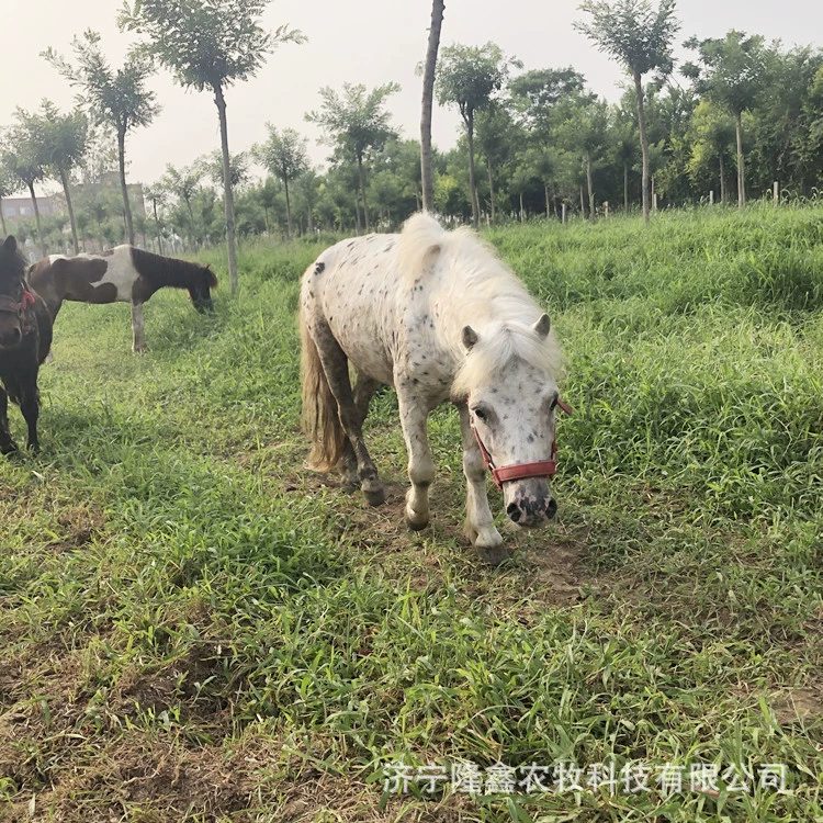 Пейзажный уголок с гномом-лошадкой, каретной лошадью, дезжоуской гномом-лошадкой, шетландской гномом-лошадкой в ​​живом виде, детьми, катящимися на гноме-лошадке