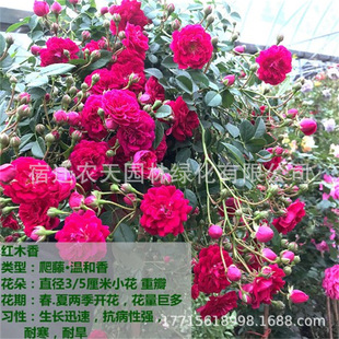 �ذ��Sľ�㻨������ֲ��ͥԺ�̨���Լt�Nޱ�����ٱ����ܝ����ļ�