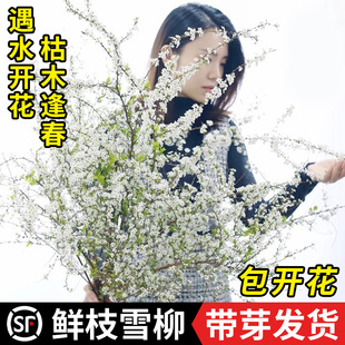 水培雪柳鲜枝干枝懒人室内鲜花遇水开花绿植花卉重瓣盆栽插花植物-阿里巴巴