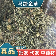 草药 马蹄金中药材 荷包草 黄胆草小金钱草螺丕草小马蹄草化石草