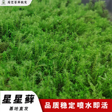 星星苔藓庭院铺面室内装饰造景真草坪植物墙厂家现货批发