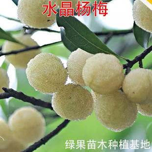 ��÷���� ����Ͱח�÷-ˮ����÷�磨��ɳ��÷��������ľ����Y��