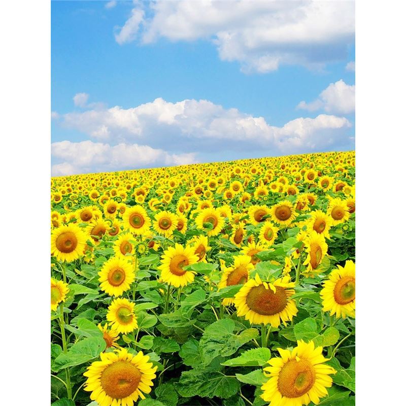 Semillas de girasol, semillas de flores de cuatro estaciones, jardín interior y exterior, balcón para ver semillas de flores ornamentales