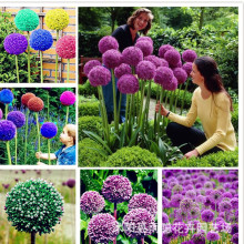 ��ֲ��N�Ӵ��[ �@���^�p���ܴ��[�N�� ��������