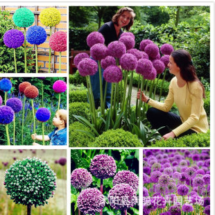 ��ֲ��N�Ӵ��[ �@���^�p���ܴ��[�N�� ��������