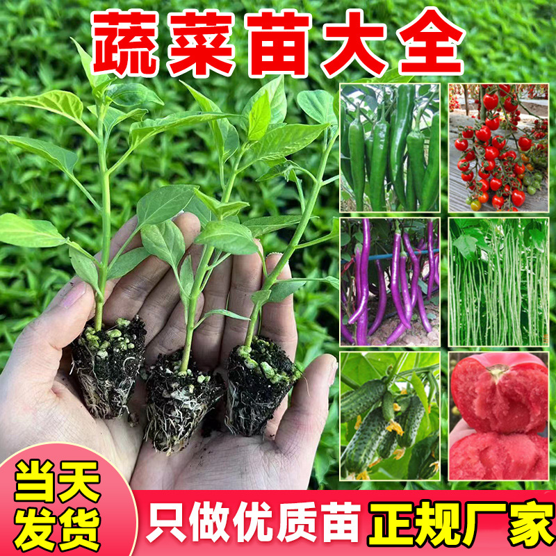 春播各种蔬菜苗秧苗大全四季南北方种植秋葵茄子辣椒苗基地直发