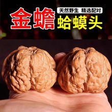 开背蛤蟆头文玩核桃矮桩闷尖老树延庆金蟾手玩收藏级男女呱呱狮子
