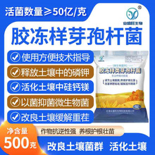 业盛旺胶冻样芽孢杆菌大包装原菌微生物菌剂益生菌肥料解磷解钾