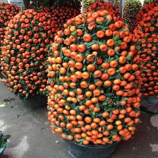 Kumquat Tree Potted Kumquat Seedlings Sugar Orange Saplings Crispy Kumquat Edible Lucky Living Room Small Orange with Fruit