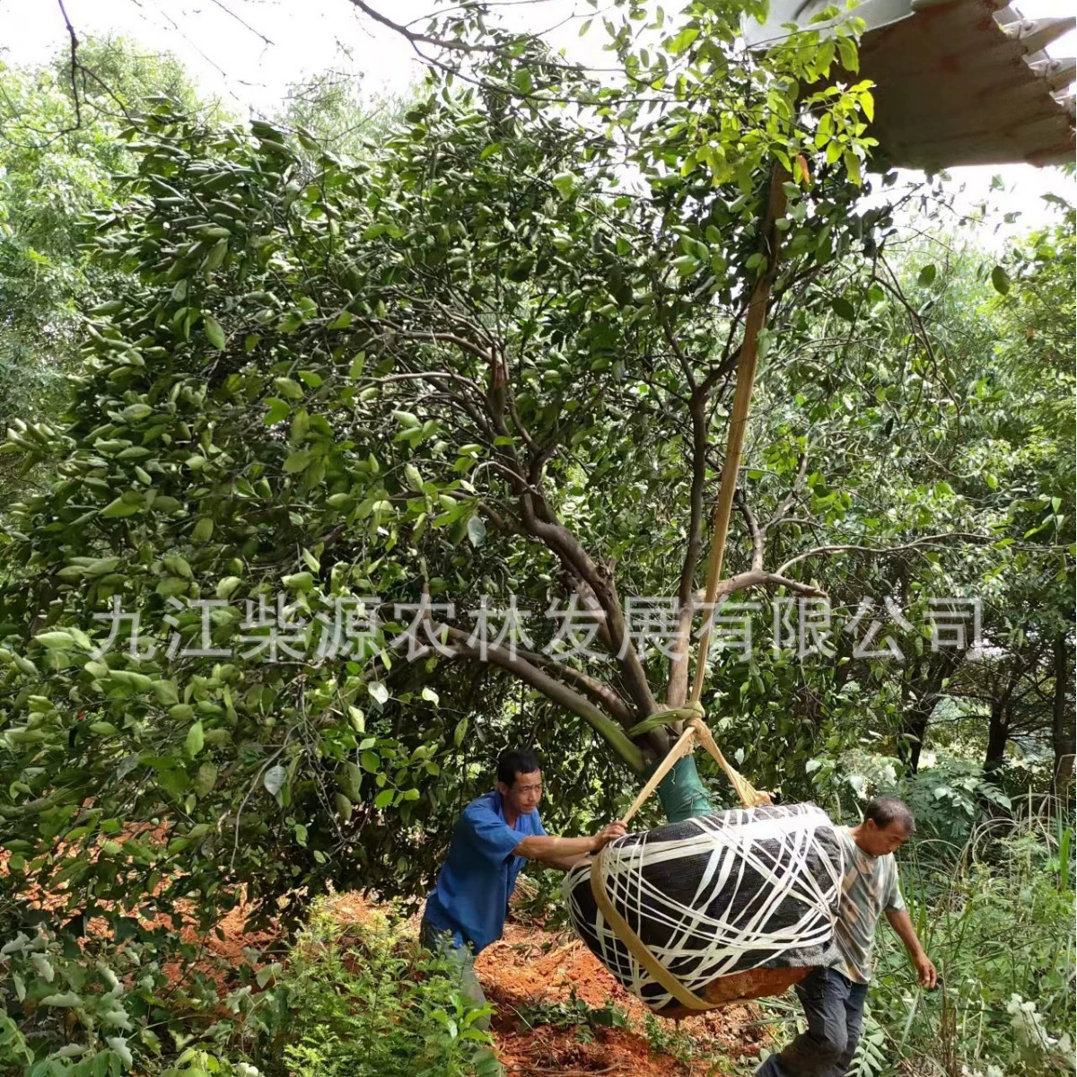 [Оптовая продажа с базы] Фруктовые деревья, ландшафтные саженцы, кластерные деревья Хуйоу 20cm Оптовая продажа кластерных деревьев Хуйоу