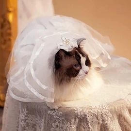 狗狗服装;宠物头饰;猫猫服饰