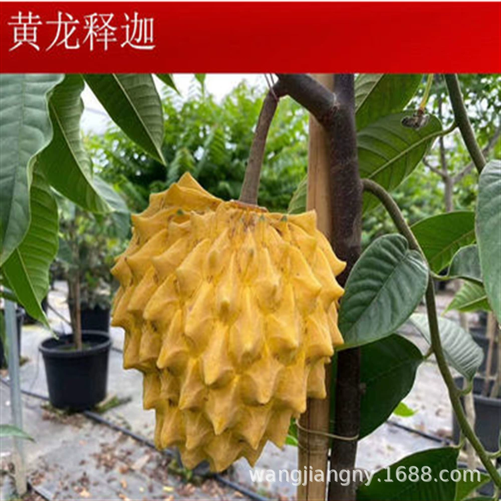 Рассада плодов Тайваня Рассада бромелиады Привитые рассады плодов Будды Рассада аноны в Южном Китае