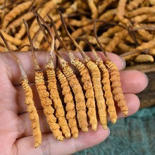西藏人工养殖原厂金黄饱满5克干货一级冻干东阳光冬虫夏草