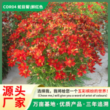 ĿշNӽuѹ̻^pNӿļNֲѩշN