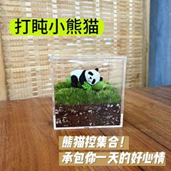 熊猫苔藓微景观文创礼品桌面私人草坪生态瓶办公室绿植小盆栽成品