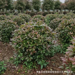 �����t�~ʯ���Ʒ�����ֱ�N�GֲͥԺ�G��������ľҎ���Rȫ