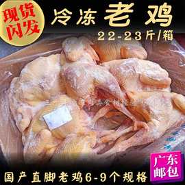 冷冻三黄鸡种 老鸡 22-23斤/箱母鸡清炖客家咸鸡原料 广东含运费