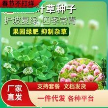 一件代发进口红白三叶草种子花籽四叶草幸运草坪牧草籽多年生易活