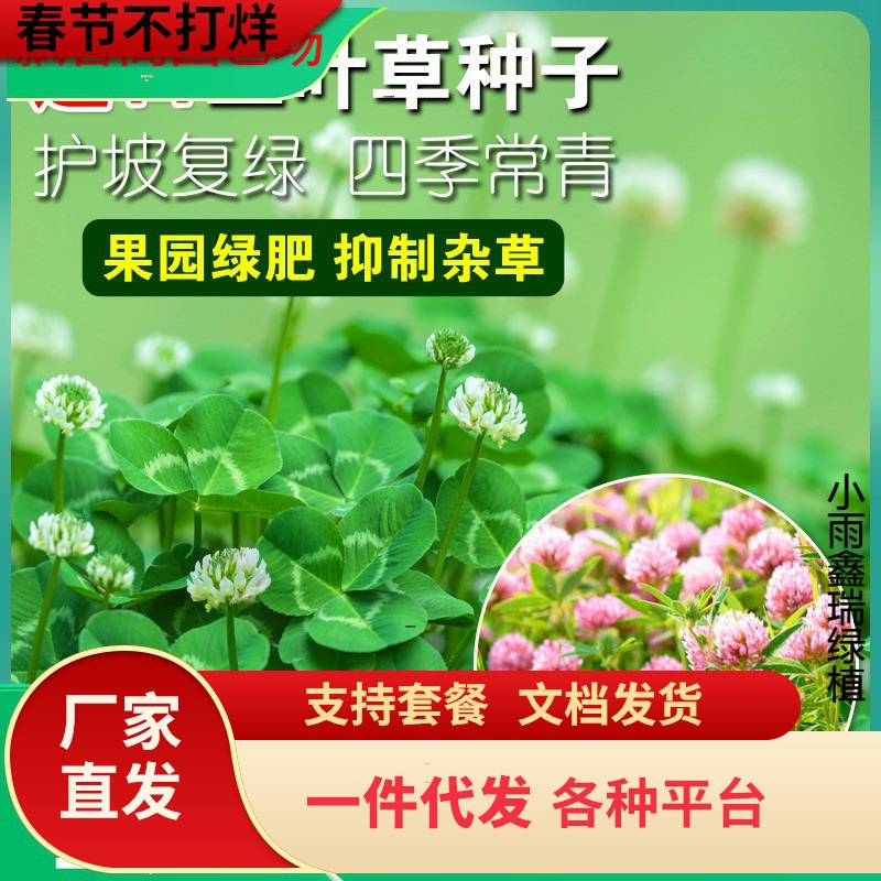 一件代发进口红白三叶草种子花籽四叶草幸运草坪牧草籽多年生易活