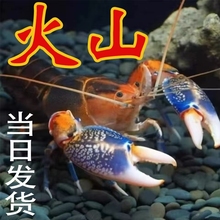 人工天空蓝魔鳌虾火山破坏者红白蓝鳌小龙虾水晶虾淡水观赏虾包邮