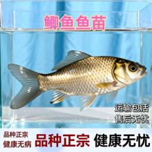正宗好养黄金鲫鱼中科五号鲫鱼苗工程鲫鱼淡水养殖草