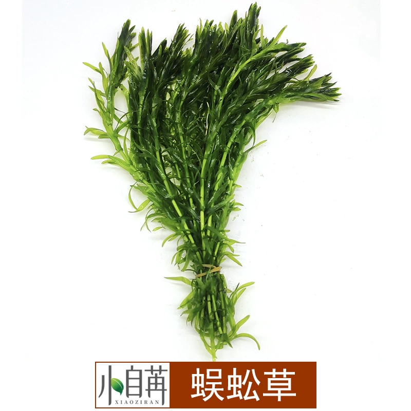 Сороконожка трава настоящие водные растения оптом аквариум озеленение Живой пейзаж трава хорошее разведение стебель оптом отрицательный хорошее размножение