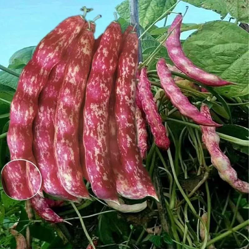 Семена красно-золотых крючковых бобов, высокоурожайные, всесезонное посев, весенние и осенние стручковые бобы, северо-восточные масличные бобы, овощные семена фасоли.