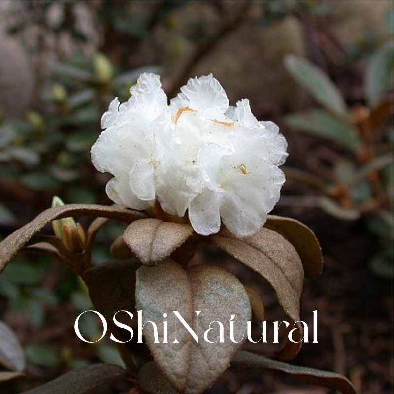 Nepal Organic Bearded Rhododendron Essential Oil Imported Alpine Rhododendron Skin Care Massage Fragrance Aromatic Single Oil
