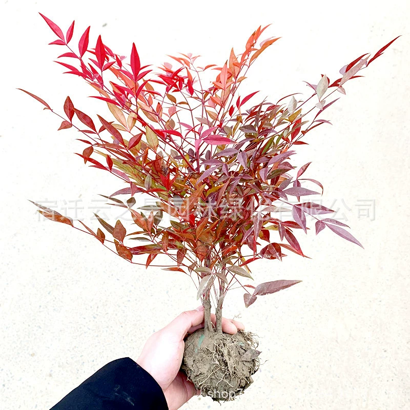 Комнатное растение нантантантуса с красными листьями осенью и зимой