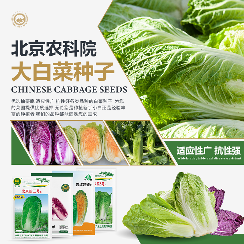农科院大白菜种子青麻叶绍菜紫甘蓝娃娃菜快菜小白菜油菜蔬菜籽孑