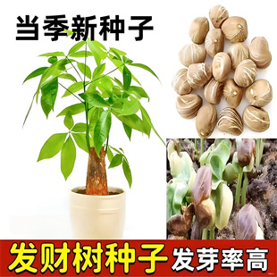 �����²ɰlؔ��N���R���������������������^�p���G��ľ��N��