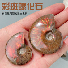 �R�_��˹����Ȼ�߲��ݻ�ʯ�ݾ�ʯ���ݹ����ﻯʯ�˱�ԭʯ�S�����l