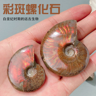 �R�_��˹����Ȼ�߲��ݻ�ʯ�ݾ�ʯ���ݹ����ﻯʯ�˱�ԭʯ�S�����l