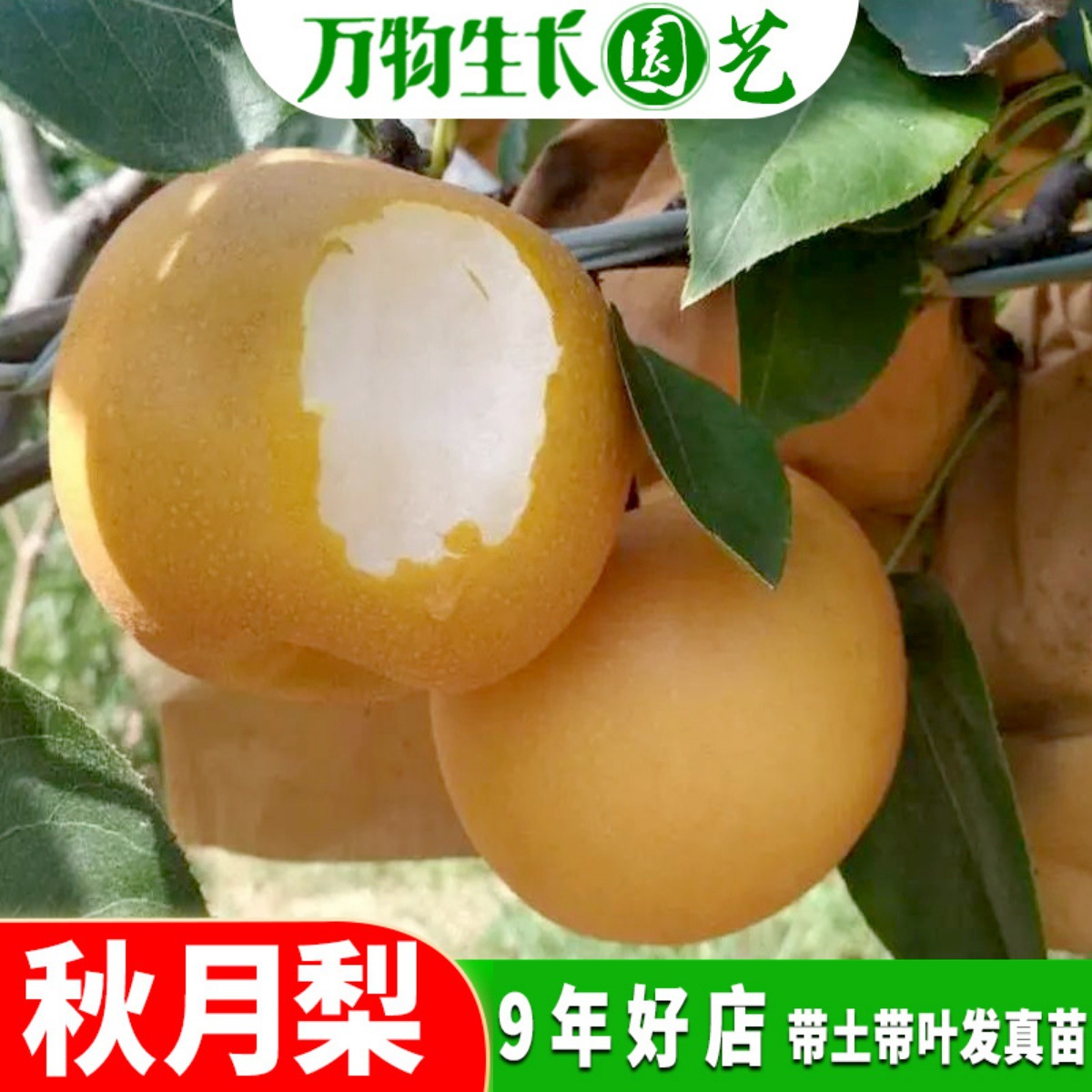 秋月梨树苗嫁接苗 晚熟果树苗梨苗 大果庭院盆栽地栽南北方种植