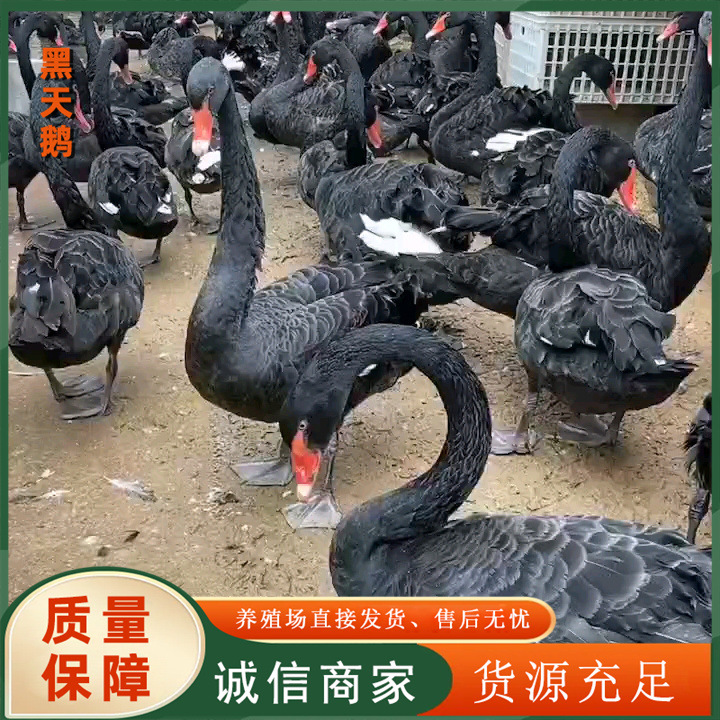 41dddf12b2b03d26d6d0a0ffdf8662