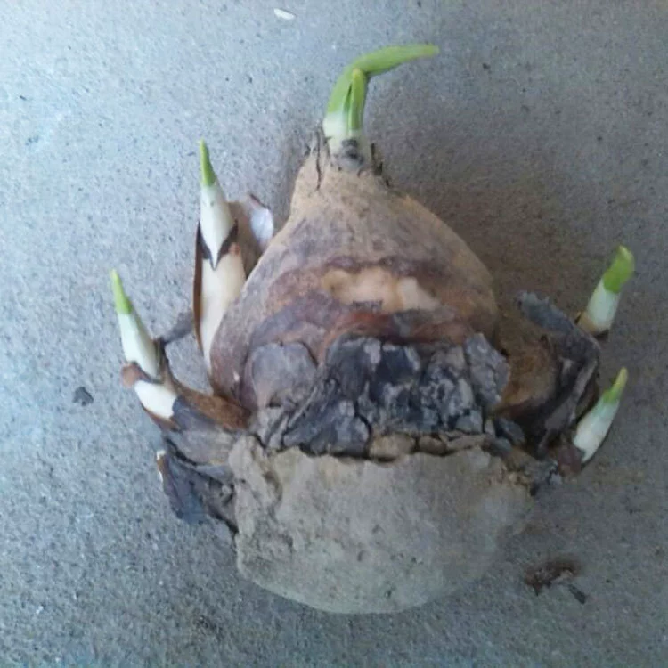 Аутентичный Чжанчжоу Нарцисс оптом, одно соединение, учебное растение собственного производства, гидропонный аромат, горшок поколения