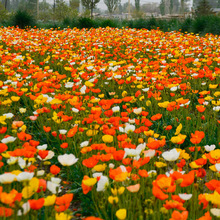 ˷Nӻɫu˻NļN׻ͥԺͺN