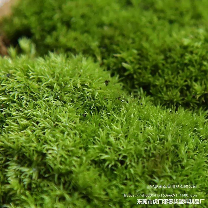 Живая моховая композиция Fresh moss растение белогрудый мох микро-ландшафт экологическая бутылка вода и landscape озеленение искусственная гора бонсай мох