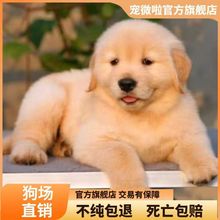 纯种金毛犬活体宠物犬家养赛级双血统大骨架金毛幼犬出售金毛犬