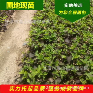 Purple-Leafed Plum Seedlings, Northeastern Large-Leafed Plum Seedlings, Colorful-Leafed Ornamental Tree Seedlings, Are Used to Build a Nursery and Occupy a Large Area. the Amount of Saplings Is Large and Favorable