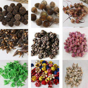 Cross Fruit Small Ginkgo Passepartout Monk Head Dried Flower Dried Fruit diy Teaching Group Fan Photo Frame Decorative Material Bag