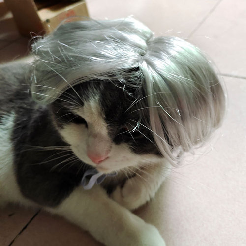 Carefully selected new cross-border pet headwear, cat wig, dog headgear, cat costume, funny Kunkun same style