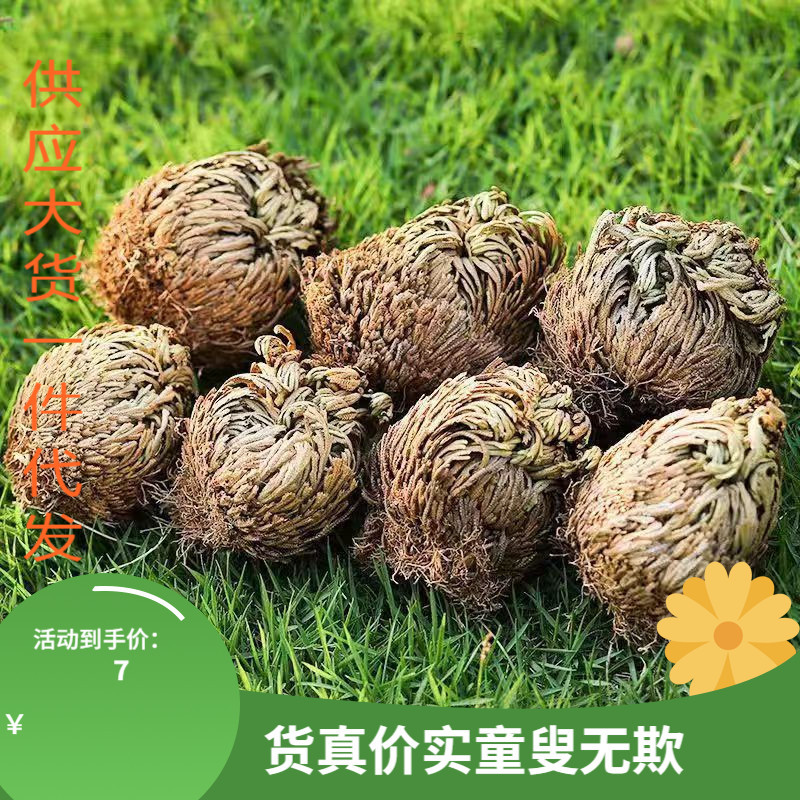 野生卷柏中药材250克/100g九死还魂草小叶石柏还阳草岩柏草一把抓