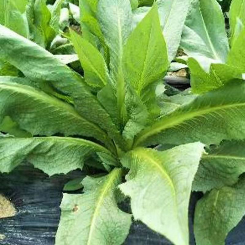 八甲唛甜麦菜种子广东油麦菜种籽麦菜四季麦菜蔬菜种子大全