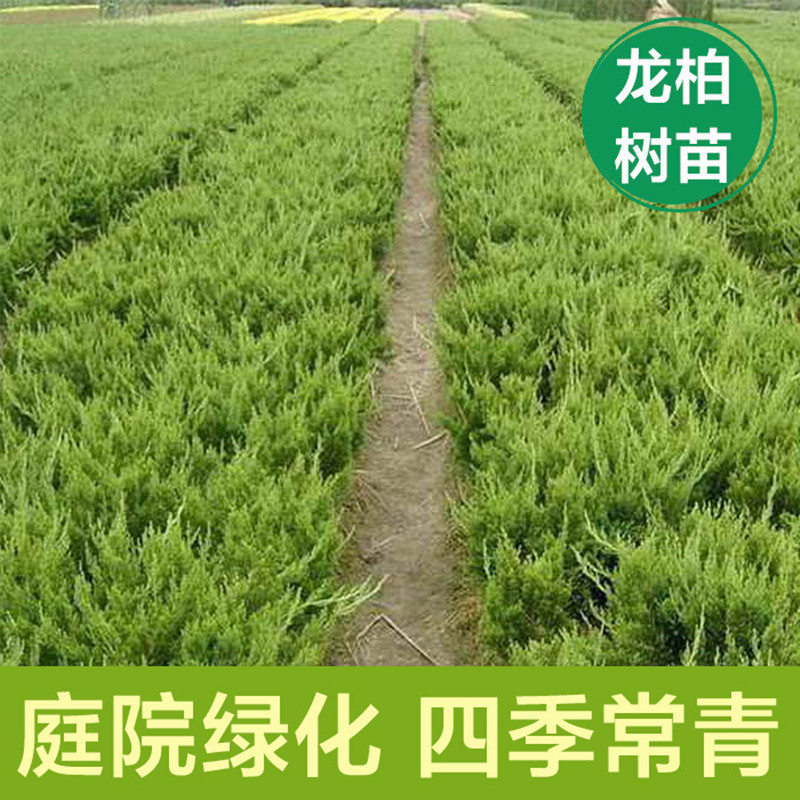 地柏苗树桩地柏树苗盆景地柏盆栽迎客松小苗沙地柏苗龙柏树苗四季