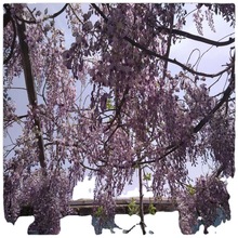 供應出售紫藤樹苗 庭院多花紫藤樹價格1-7公分紫藤樹牆體棚架綠化
