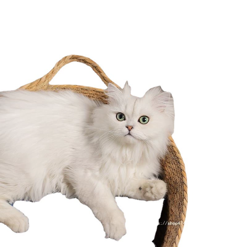 Кот Вест Тим Four Seasons GM Общий Летний Liangwo Подушка Гобо Гнездо-сетка Red Cat Лапшающая домашняя кровать для питомца Кошачий Медицинский Кошачьи товары Лето