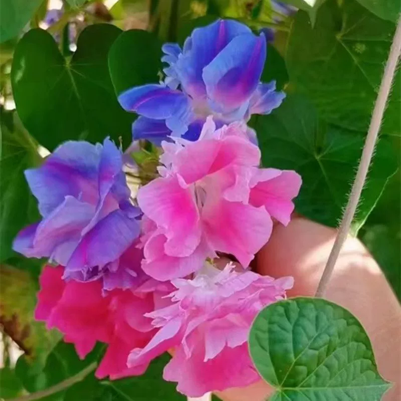 Семена лазающих семян «Утренняя слава» с двойными лепестками для легкого выращивания, подходят для посадки в садах и на балконах круглый год, семена ленивых лазающих цветов.