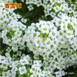 Alyssum Seeds, Bees Collecting Honey, Flower Seeds, Sowing Honey Source Plants in All Seasons, Long Flowering Period, Aromatic Flower Seeds for Balcony