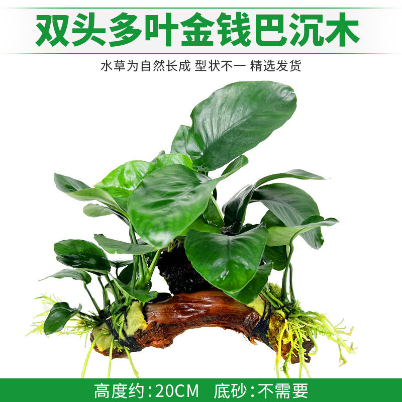 双头多叶金钱巴沉木